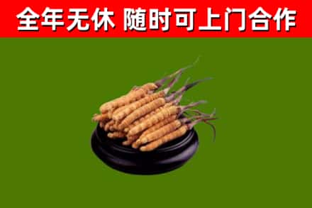 海西市回收冬虫夏草