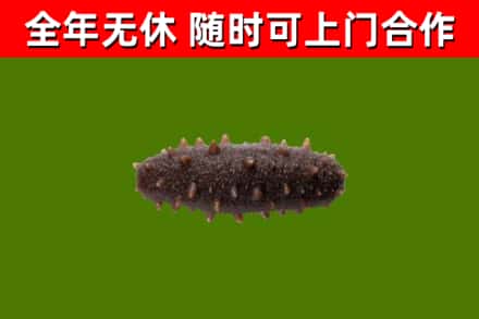海西市回收海参干